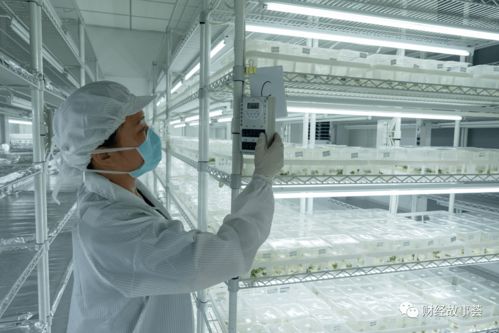 這屆年輕人有多野 空姐回村,海歸 農(nóng)二代 ,博士ai種草莓